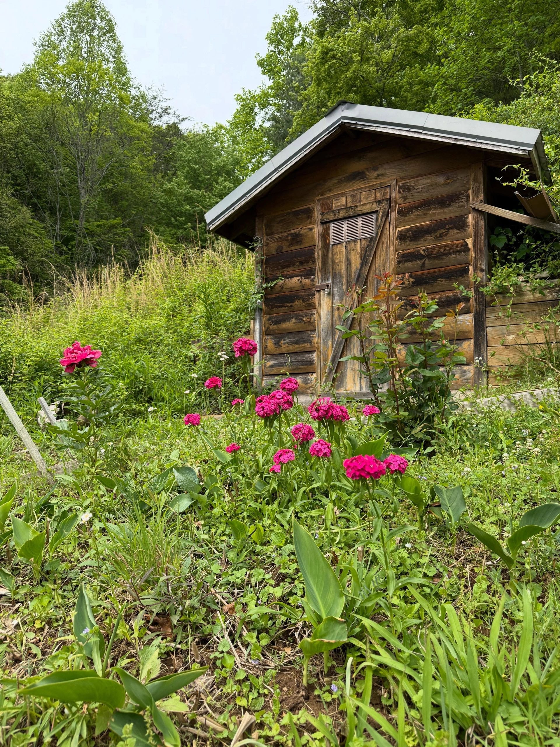 Rustic wooden shed with pink flowers garden