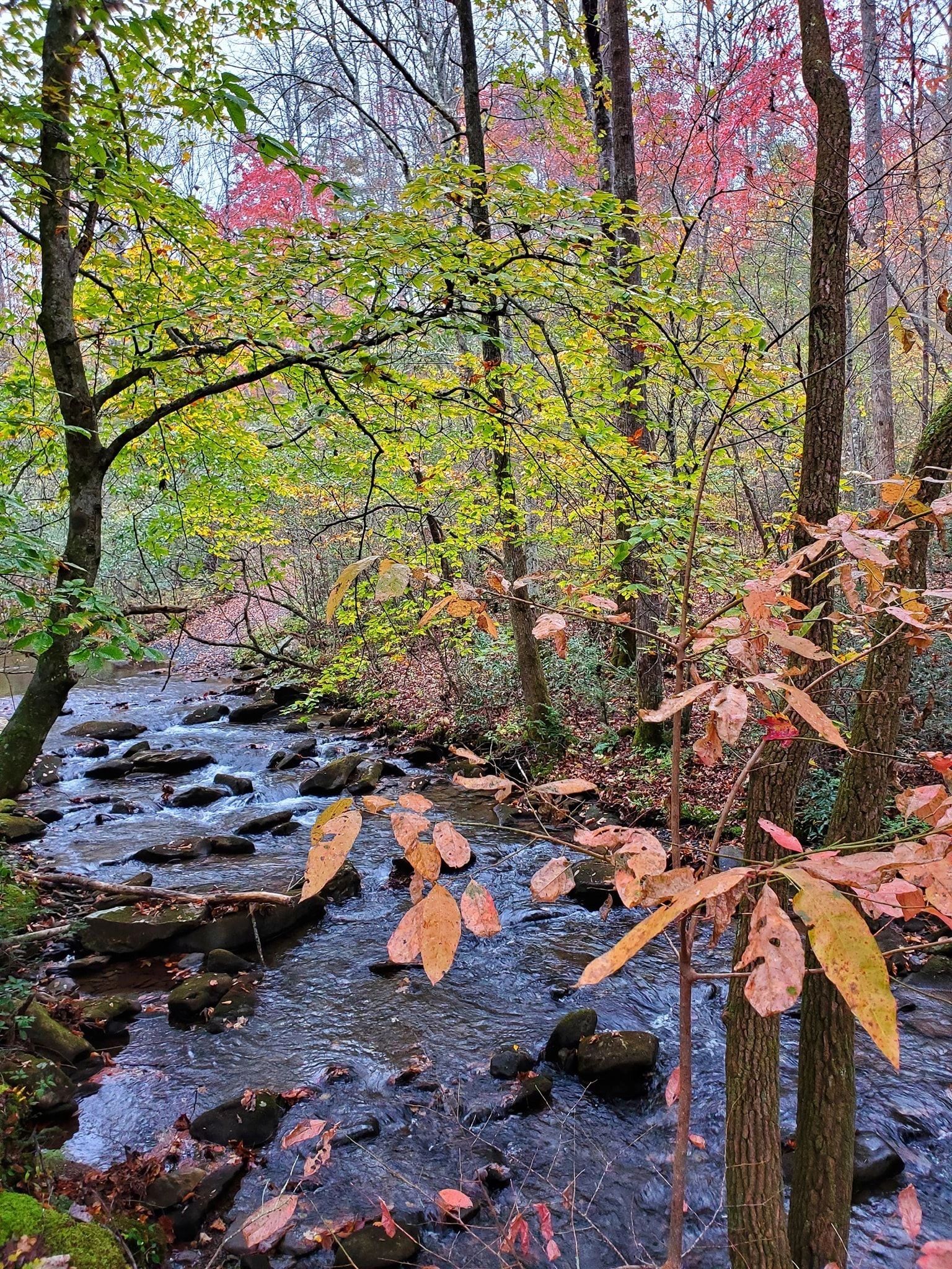 Creek waterfall